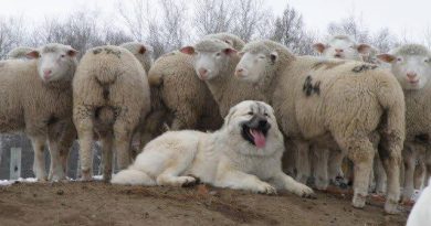 Maremmano abruzzese, en italiensk fårvaktarras (hund)