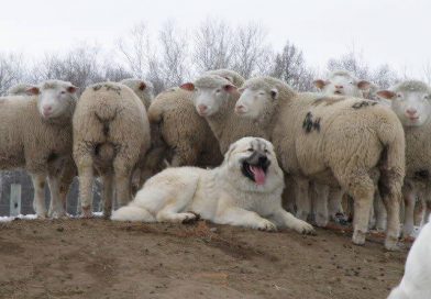 Maremmano abruzzese, en italiensk fårvaktarras (hund)