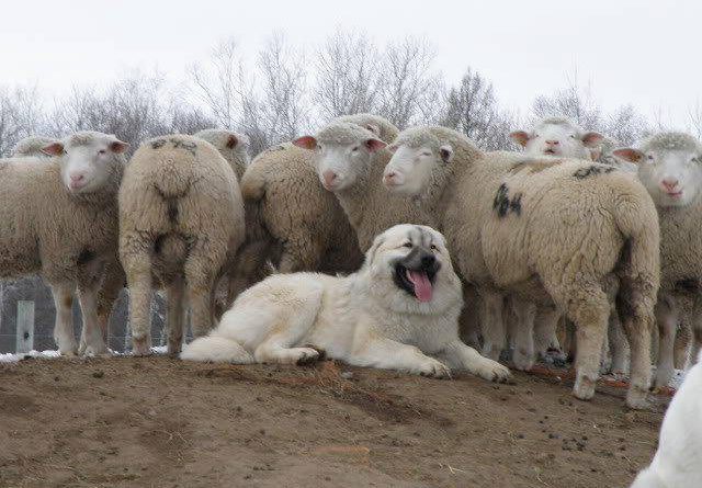 Maremmano abruzzese, en italiensk fårvaktarras (hund)