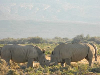 Rino